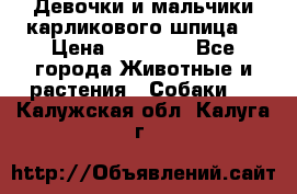 Девочки и мальчики карликового шпица  › Цена ­ 20 000 - Все города Животные и растения » Собаки   . Калужская обл.,Калуга г.